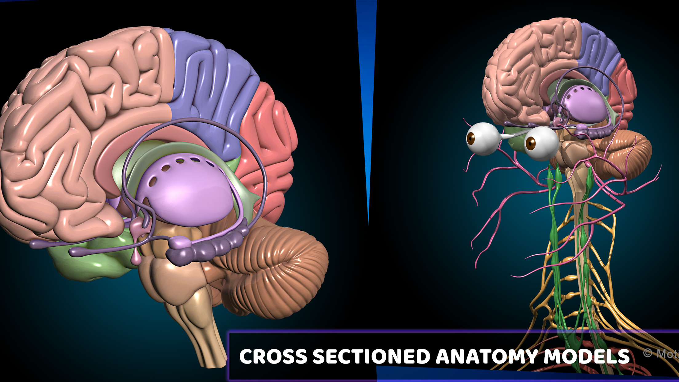 AR Anatomy education application