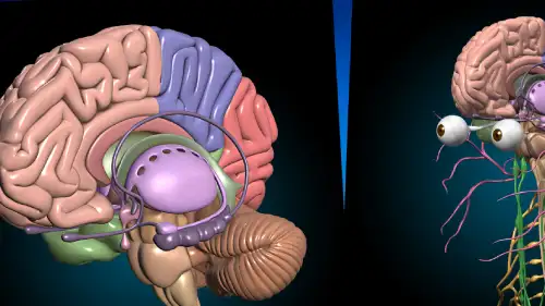 AR Anatomy education application